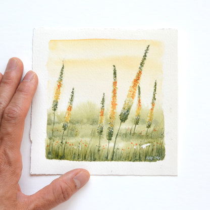 Eremurus | Original Watercolor | 5"x 5" Original